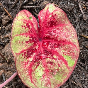 Raspberry Moon Half Raspberry Moon Caladium 2 Bulbs – Variegated Indoor/outdoor Plant - Etsy