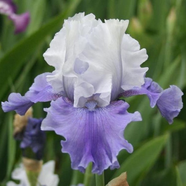 Mariposa skies Bearded Iris - Easy to Grow Perennial - Blue Buddha Farm