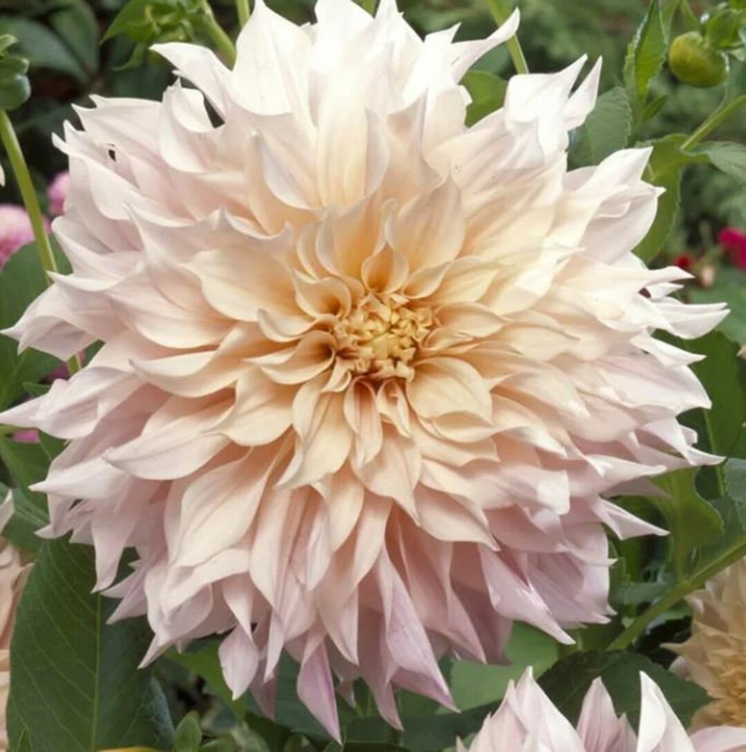 Blushing Lady Decorative Dahlia Easy to Grow Indoor or Outdoor ...