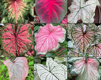 Caladium Variety Mix (zufällige Mischung von Zwiebeln) - Einfach zu züchtende mehrjährige Pflanze im Innen- oder Außenbereich - Blue Buddha Farm