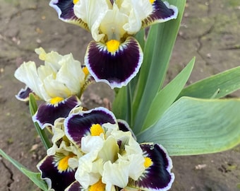 May include: Close-up of several iris flowers. The petals are a creamy white with deep purple edges and a yellow center. Green leaves are visible in the background. The flowers are in full bloom.