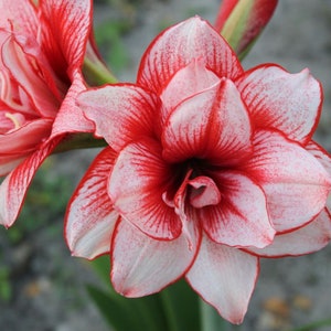 VORBESTELLUNG ** Amaryllis Joker Bulb - Tolles Urlaub Weihnachtsgeschenk | Blauer Buddha auf dem Bauernhof