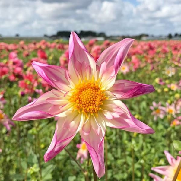 Fancy Pants Orchid Dahlia - Easy to Grow Indoor or Outdoor Perennial Plant - Blue Buddha Farm