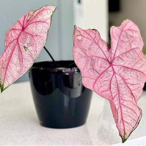 Fannie Munson Caladium (2 Bulbs) - Easy to Grow Indoor or Outdoor Perennial Plant - Blue Buddha Farm