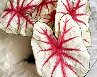 Fiesta Caladium (2 Bulbs) - Easy to Grow Indoor or Outdoor Perennial Plant - Blue Buddha Farm