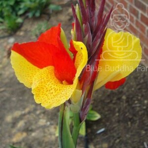 Potted Canna Lily ‘Cleopatra’ – Thriving in a decorative container, showcasing its exotic bi-color flowers.