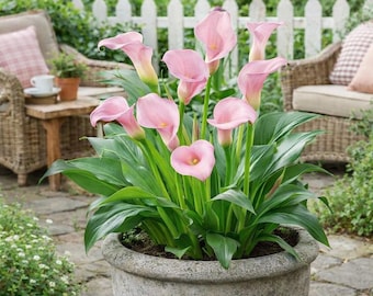 Strawberry Blush Calla Lily Bulb | Pastel Pink Blooms