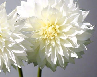 Fleurel Dinerbord Dahlia Knol | Elegante witte bloemen