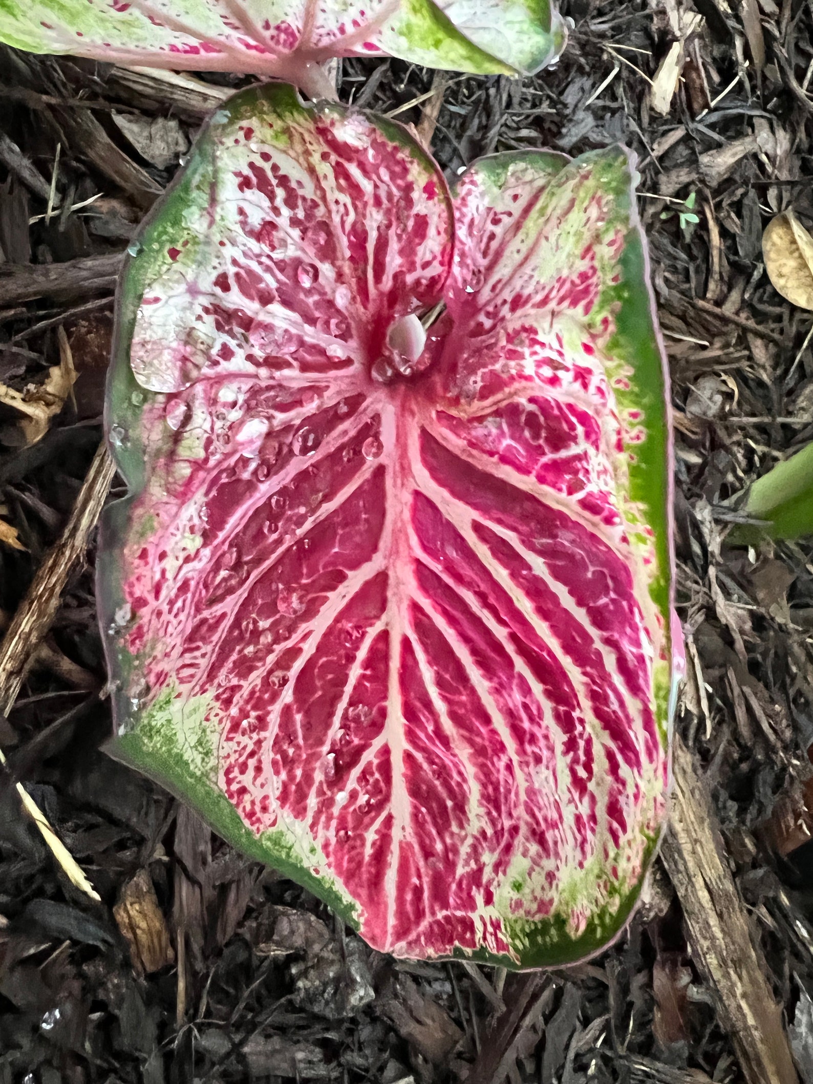 Peppermint Caladium 2 Bulbs PREORDER Blue Buddha Farm Etsy Australia