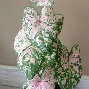 Florida Elise Caladium (2 Zwiebeln) - Atemberaubende, hohe Schatten- & Zimmerpflanze mit durchscheinenden rosa und weißen Flecken - Blue Buddha Farm