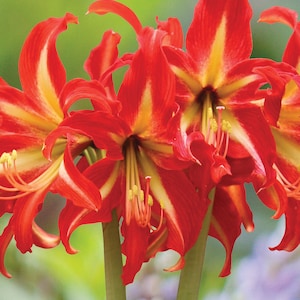 VORBESTELLUNG Herbst 2025 I 'Swazi' Bulb- Tolles Weihnachtsgeschenk | Blauer Buddha auf dem Bauernhof