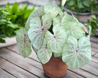 訳あり特価！　Scindapsus Yupa ② Scindapsus Yupa Variegated | Very Rare Find | Free USPS Express