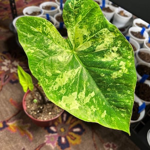 Frosch in einem Blender Caladium (2 Zwiebeln) – Fancy Leaf Bicolor Grün & Weiß – Schattenpflanze für Sommerlaub | Blauer Buddha auf dem Bauernhof