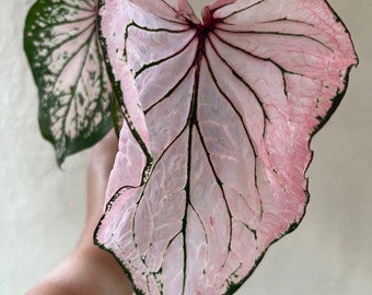 Pink Symphony Caladium 2 Bulbs – Easy Grow Perennial (PREORDER Spring 2026)