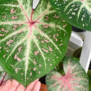 Galaxy Caladium (2 Zwiebeln) - Einfach zu züchtende mehrjährige Pflanze für drinnen oder draußen - Blue Buddha Farm