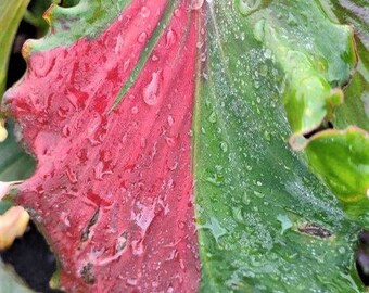 Caladium Harrison Strap (5 bulbes) - Plante vivace d'intérieur ou d'extérieur facile à cultiver - Blue Buddha Farm