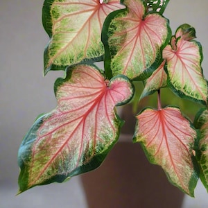 Chinook Caladium (2 Bulbs) Lebhaftes Laub für Innen- und Außenbereich I Blaue Buddha-Farm