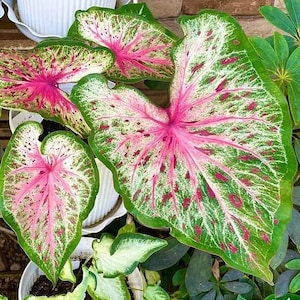 Herz und Seele Caladium (2 Birnen) -Einfach zu wachsen Indoor oder Outdoor Staude - Blue Buddha Farm