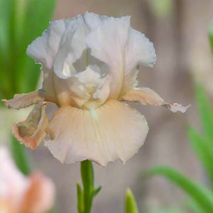 Bearded Iris &#39;Smitten Kitten&#39; Bulb – White & Ruffled Pink | 22&quot; Tall | Blue Buddha Farm