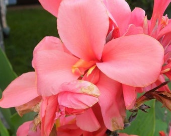 May include: Close-up of a vibrant pink canna lily flower. The petals are a soft, peachy pink with a hint of yellow at the center. The flower is in full bloom, showcasing its delicate texture and form. Green leaves are visible in the background.