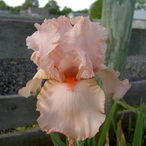 Peggy Sue Bearded Iris Rhizome - Fragrant Tall Bearded Iris  I Blue Buddha Farm