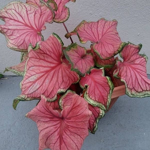 Florida Sweetheart Caladium (2 Zwiebeln) - Einfach zu züchtende mehrjährige Pflanze für drinnen oder draußen - Blue Buddha Farm