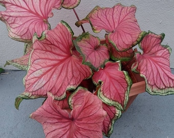 Caladium Florida Sweetheart (2 bulbos) – Hojas rosadas con volantes de Blue Buddha Farm