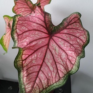 Puppy Love Caladium Birnen (2 Glühbirnen) | Lebendiges rosa und grünes Laub | Schatten- und Sonnentauglich I Blue Buddha Farm