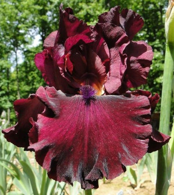 Iris Rio Rojo Rhizome – Tall Bearded Iris in Deep Scarlet & Burgundy | Blue Buddha Farm