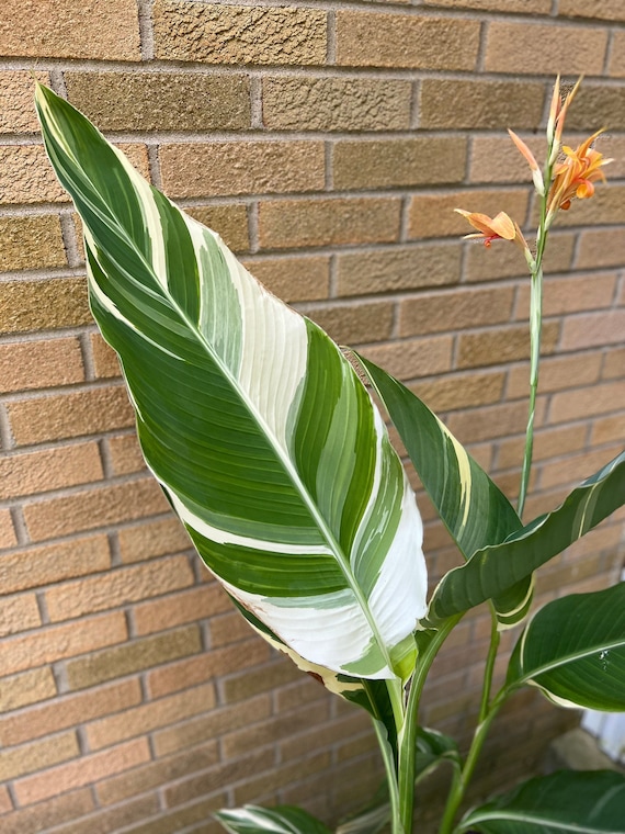 シュトゥットガルト・カンナ・リリーの根茎 – 斑入りの葉、桃色の花