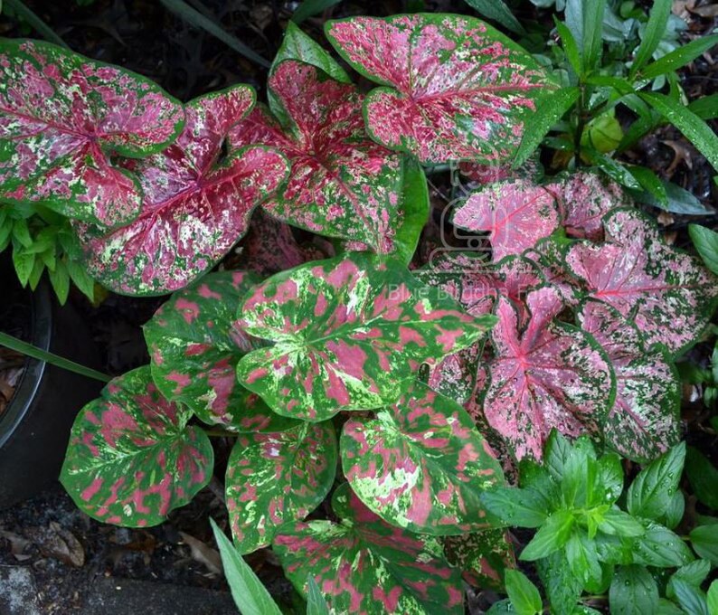 Caladium Fire Chief Bulbs 2 per order | Etsy