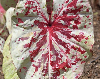 Caladium Luna Frambuesa (2 bulbos): Planta abigarrada para interior y exterior