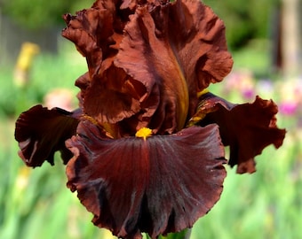 Bearded Iris Valentino I Velvety Cardinal Red Blooms |  Tall | Fragrant | Blue Buddha Farm