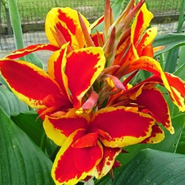 Lucifer Canna Lily Bulb - Easy to Grow Indoor or Outdoor Perennial Plant - Blue Buddha Farm
