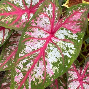 May include: Close-up of a large, heart-shaped leaf with green, white, and pink variegation. The leaf has a prominent central vein and a textured surface.