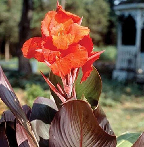Elefantenohr-Rhizome - Winterharte Riesenblätter Für Garten & Kübel
