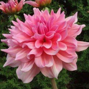 Puede incluir: Primer plano de una flor de dalia rosa completamente florecida con múltiples capas de pétalos. La flor tiene un degradado de colores, desde un centro rosa intenso hasta un rosa más claro en los pétalos exteriores. El fondo es verde borroso.