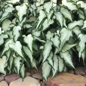 Kaladium perłowe białe (2 cebule) | Paskowate liście odporne na słońce I Blue Buddha Farm