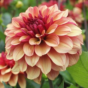 Tubérculo decorativo de dalia Crema de Cognac I Granja Buda Azul