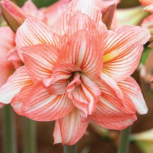 PREORDER ** Amaryllis Zombie Bulb – Watermelon Pink & White Double Sonata Blooms | Blue Buddha Farm