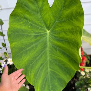 Giant Green Elephant Ear Bulb  Size 9/11 | Big Tropical Leaves | Blue Buddha Farm