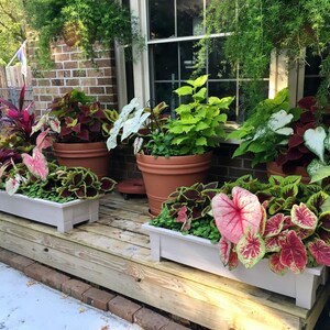 Caladium Variety Mix zufällige Mischung von Zwiebeln Einfach zu züchtende mehrjährige Pflanze im Innen oder Außenbereich Blue Buddha Farm Bild 4