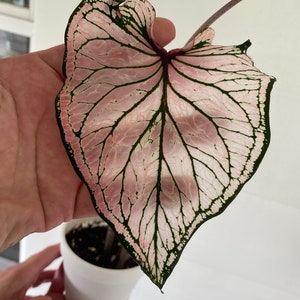 Pink Symphony Caladium 2 bulbs Easy to Grow Indoor or Outdoor Perennial Plant Blue Buddha Farm image 1