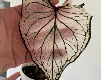 Pink Symphony Caladium (2 Zwiebeln) – einfach zu züchtende mehrjährige Pflanze im Innen- und Außenbereich – Blue Buddha Farm