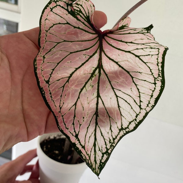 Pink Symphony Caladium (2 bulbs) - Easy to Grow Indoor or Outdoor Perennial Plant - Blue Buddha Farm