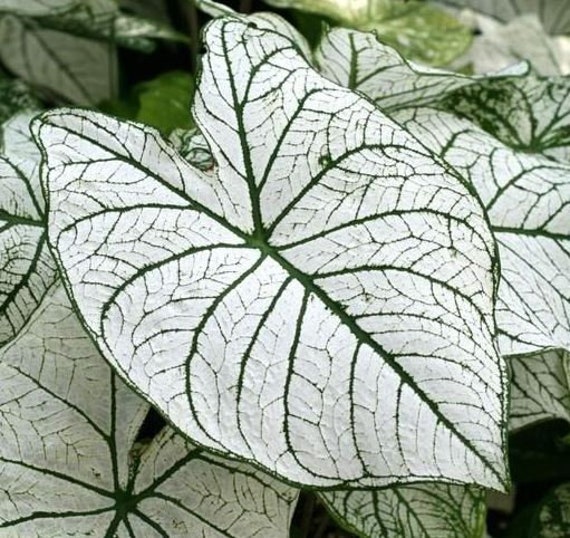 Caladium Candidum Jr (2 per order)