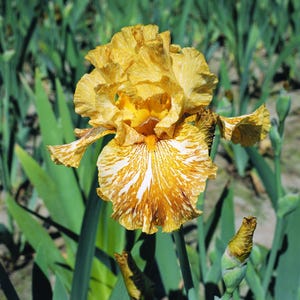 Bearded Iris &#39;Tiger Honey&#39; – Striped Yellow Broken Color | 36&quot; Tall | Blue Buddha Farm