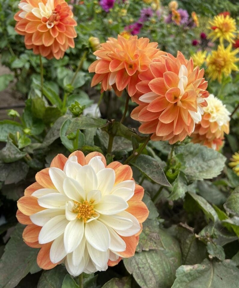 Tangerine Sorbet Decorative Dahlia Tuber Blue Buddha Farm Etsy