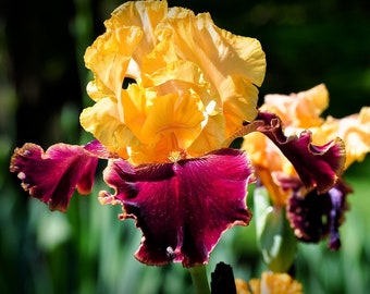 Bearded Iris &#39;Mexican Holiday&#39; - Bold Red & Yellow Bi-Color Blooms | Vibrant Heirloom Rhizomes | Blue Buddha Farm