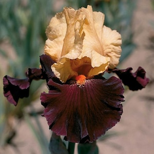 Idol Intermediate Iris Rhizome | Bold Ruffled Blooms | Blue Buddha Farm